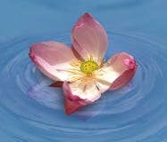 Lotus in water