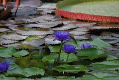 Lotus Water Lily Garden azul imágenes de archivo libres de regalías Lotus Water Lily Garden azul imágenes de archivo libres de regalías