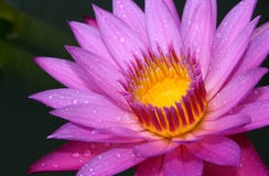 Lotus - Waterlily Royalty Free Stock Photography