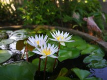 Λίμνη Lotus στοκ εικόνες Λίμνη Lotus στοκ εικόνες