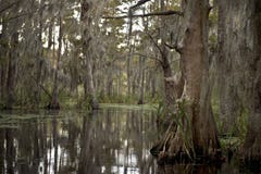 louisiana nära den New Orleans swampen arkivfoton louisiana nära den New Orleans swampen arkivfoton