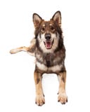 Loup heureux et berger allemand Cross Dog Laying Photo stock Loup heureux et berger allemand Cross Dog Laying Photo stock