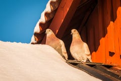 Lovebirds royalty free stock photos Lovebirds royalty free stock photos