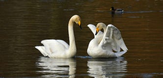 A love couple Whooper swan, Cygnus cygnus