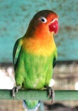 Lovebird parrot red beak feather green beautiful stock images Lovebird parrot red beak feather green beautiful stock images