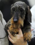 Lovely animals at the dog show stock photo Lovely animals at the dog show stock photo