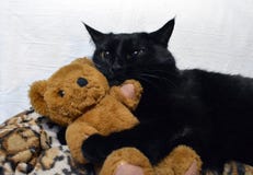 cat cuddling teddy bear