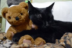 black cat teddy bear