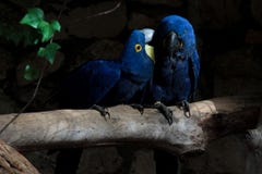 Lovely blue parrots sitting on the branch royalty free stock photography Lovely blue parrots sitting on the branch royalty free stock photography