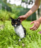 Lovely British kitten in a green grass royalty free stock images Lovely British kitten in a green grass royalty free stock images