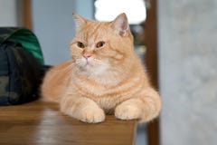 Lovely cat american short hair sleeping Stock Image Lovely cat american short hair sleeping Stock Image