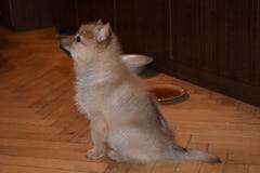 The lovely red puppy of breed the Finnish spitz stock photography The lovely red puppy of breed the Finnish spitz stock photography
