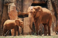 Elephant in the zoo stock images Elephant in the zoo stock images