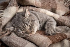 Lovely fluffy cat sleeps in plaid stock image Lovely fluffy cat sleeps in plaid stock image