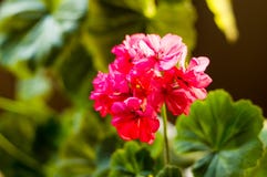 Lovely pink Pelargonium Geranium flowers, close up stock photos Lovely pink Pelargonium Geranium flowers, close up stock photos