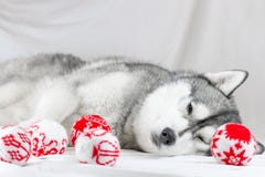 Téléchargement gratuit Images Lovely Siberian Husky Dog With Black And White Color With Brown dernière salutations
