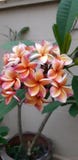 Lovely small orange Frangipani outside the wall royalty free stock photos Lovely small orange Frangipani outside the wall royalty free stock photos