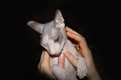 Lovely Sphynx kitten on hands close up royalty free stock images Lovely Sphynx kitten on hands close up royalty free stock images
