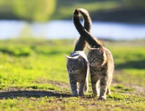 lovers couple striped cats walk together on green meadow in Sunny day lifting the tails stock photos lovers couple striped cats walk together on green meadow in Sunny day lifting the tails stock photos