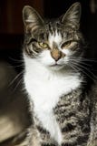 Loving cat stands proudly posing in front of the lens with an almost defiant look royalty free stock photos Loving cat stands proudly posing in front of the lens with an almost defiant look royalty free stock photos