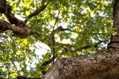 Low angle image of the sky through the trees. In the forest Royalty Free Stock Images Low angle image of the sky through the trees. In the forest Royalty Free Stock Images
