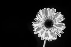 Low key of a gerbera flower stock photography Low key of a gerbera flower stock photography