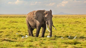 Loxodonta africana africano che cammina sulla savanna, w dell'elefante del cespuglio fotografie stock Loxodonta africana africano che cammina sulla savanna, w dell'elefante del cespuglio fotografie stock