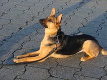 Loyal and attentive dog - german shepherd dog royalty free stock photos Loyal and attentive dog - german shepherd dog royalty free stock photos