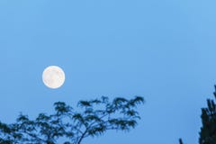 Lua cheia e árvore, espaço da cópia, hora azul, nivelando o céu Imagens de Stock Lua cheia e árvore, espaço da cópia, hora azul, nivelando o céu Imagens de Stock