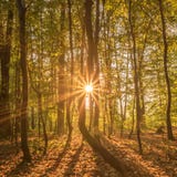 Luce del sole di Starburst in una foresta del faggio fotografia stock Luce del sole di Starburst in una foresta del faggio fotografia stock