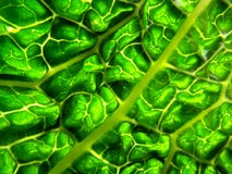 Luce intensa con la macro della foglia del cavolo verde immagine stock libera da diritti Luce intensa con la macro della foglia del cavolo verde immagine stock libera da diritti