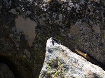 Lucertola sulla cima di Moro Rock con la sua struttura della roccia compatta - parco nazionale della sequoia fotografia stock libera da diritti Lucertola sulla cima di Moro Rock con la sua struttura della roccia compatta - parco nazionale della sequoia fotografia stock libera da diritti