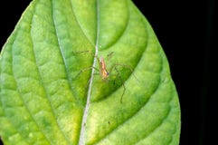 LUCHS-SPINNE AUF DEM GRÜNEN BLATT stockfotografie LUCHS-SPINNE AUF DEM GRÜNEN BLATT stockfotografie