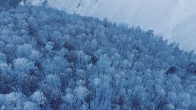 Lucht mening van de winterbos stock footage Lucht mening van de winterbos stock footage
