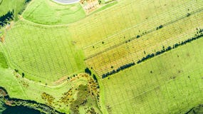 Luchtmening over een wijngaard op heuvels dichtbij Nieuw Plymouth Taranakigebied, Nieuw Zeeland stock afbeelding Luchtmening over een wijngaard op heuvels dichtbij Nieuw Plymouth Taranakigebied, Nieuw Zeeland stock afbeelding
