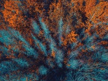 Luchtmening van bomen op daling stock fotografie Luchtmening van bomen op daling stock fotografie