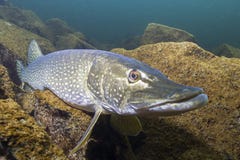 Lucius de Esox del lucio europeo en la libra limpia hermosa fotografía de archivo Lucius de Esox del lucio europeo en la libra limpia hermosa fotografía de archivo