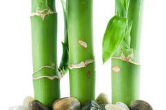 Lucky Bamboo Royalty Free Stock Image