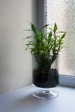 Lucky bamboo in glass goblet near window stock photography Lucky bamboo in glass goblet near window stock photography