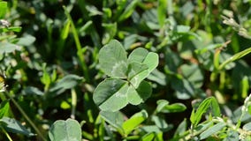 Lucky five leaf clover in wind