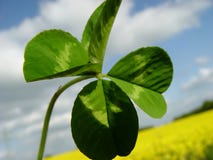 Lucky You ;o) Stock Photography Lucky You ;o) Stock Photography