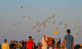 Ludzie bawić się z seagull ptakami na plaży fotografia stock Ludzie bawić się z seagull ptakami na plaży fotografia stock