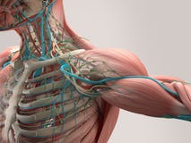 Ludzka anatomii klatka piersiowa od niskiego kąta Kości struktura żyły Na prostym pracownianym tle Ludzki anatomia szczegół ramię ilustracji Ludzka anatomii klatka piersiowa od niskiego kąta Kości struktura żyły Na prostym pracownianym tle Ludzki anatomia szczegół ramię ilustracji