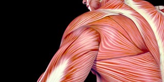 Ludzka Męskiego ciała anatomii ilustracja istota ludzka jogging z widocznymi mięśniami obrazy royalty free Ludzka Męskiego ciała anatomii ilustracja istota ludzka jogging z widocznymi mięśniami obrazy royalty free