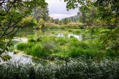 Lugna flod i sommarmorgonen med gröna träd på bakgrund fotografering för bildbyråer Lugna flod i sommarmorgonen med gröna träd på bakgrund fotografering för bildbyråer