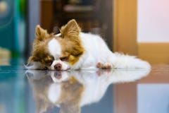 Luie hond, Leuke bruine en witte Chihuahua-slaap en het ontspannen op betegelde vloer royalty-vrije stock afbeeldingen Luie hond, Leuke bruine en witte Chihuahua-slaap en het ontspannen op betegelde vloer royalty-vrije stock afbeeldingen