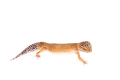 Luipaardgekko op een witte achtergrond royalty-vrije stock foto Luipaardgekko op een witte achtergrond royalty-vrije stock foto