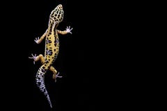 Luipaardgekko op zwarte achtergrond Hoogste mening royalty-vrije stock foto Luipaardgekko op zwarte achtergrond Hoogste mening royalty-vrije stock foto