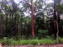 Luksusowy wysoki Australijski bushland zdjęcia stock Luksusowy wysoki Australijski bushland zdjęcia stock