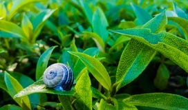 Lumaca che dorme sulla foglia fotografia stock libera da diritti Lumaca che dorme sulla foglia fotografia stock libera da diritti